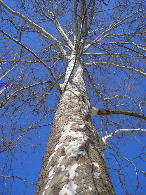 Sycamore.jpg