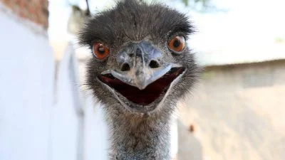 EMU.png