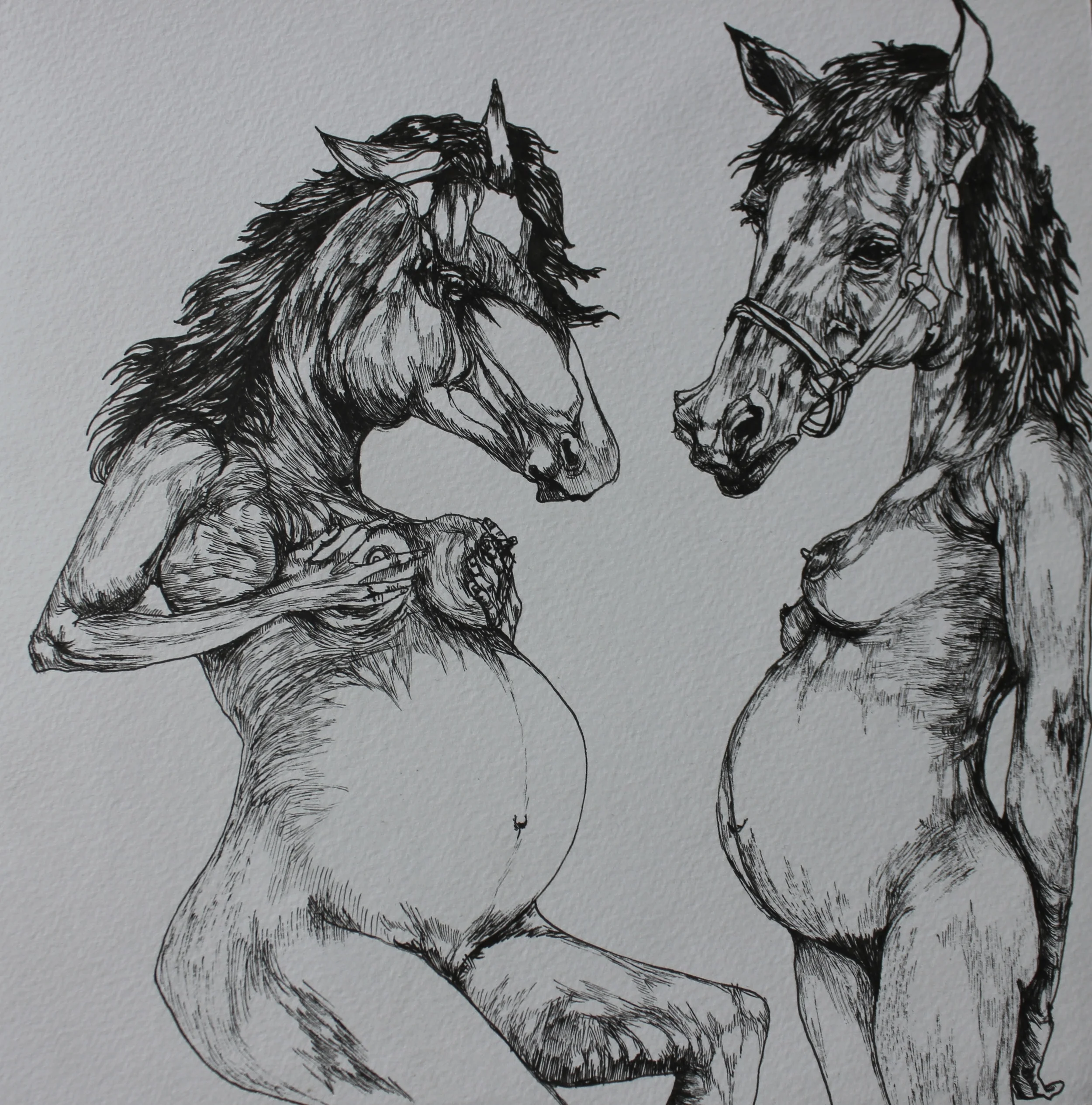 PregHorses II.
