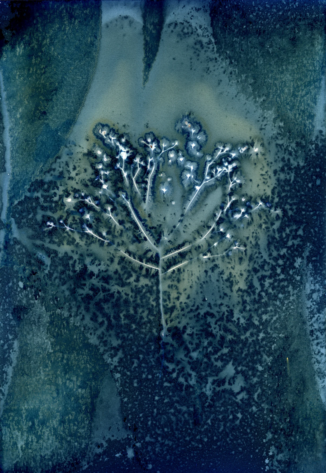 Jody Boyer - Experimental Cyanotype Photogram of Regional Prairie Plants #16 , 2018 Council Bluffs, IA
