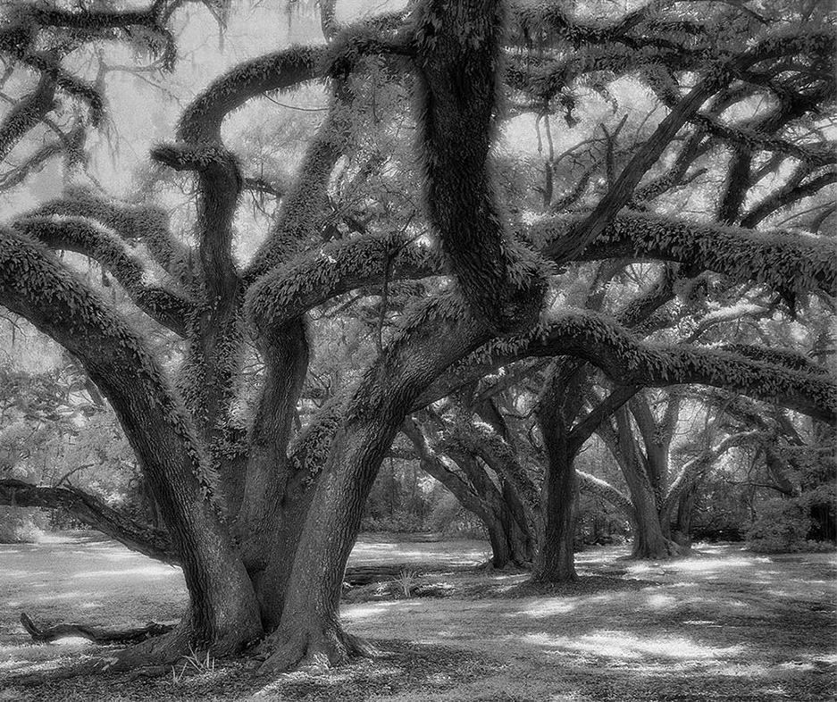 Todd Gift - Liveoak , 2004 Omaha, NE