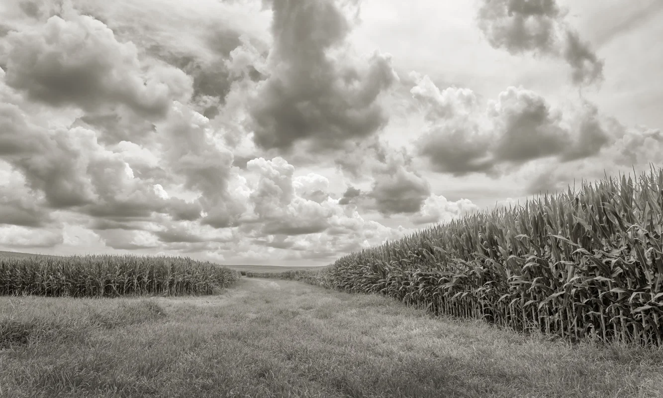 Terry Koopman - Corn , 2017 Omaha, NE