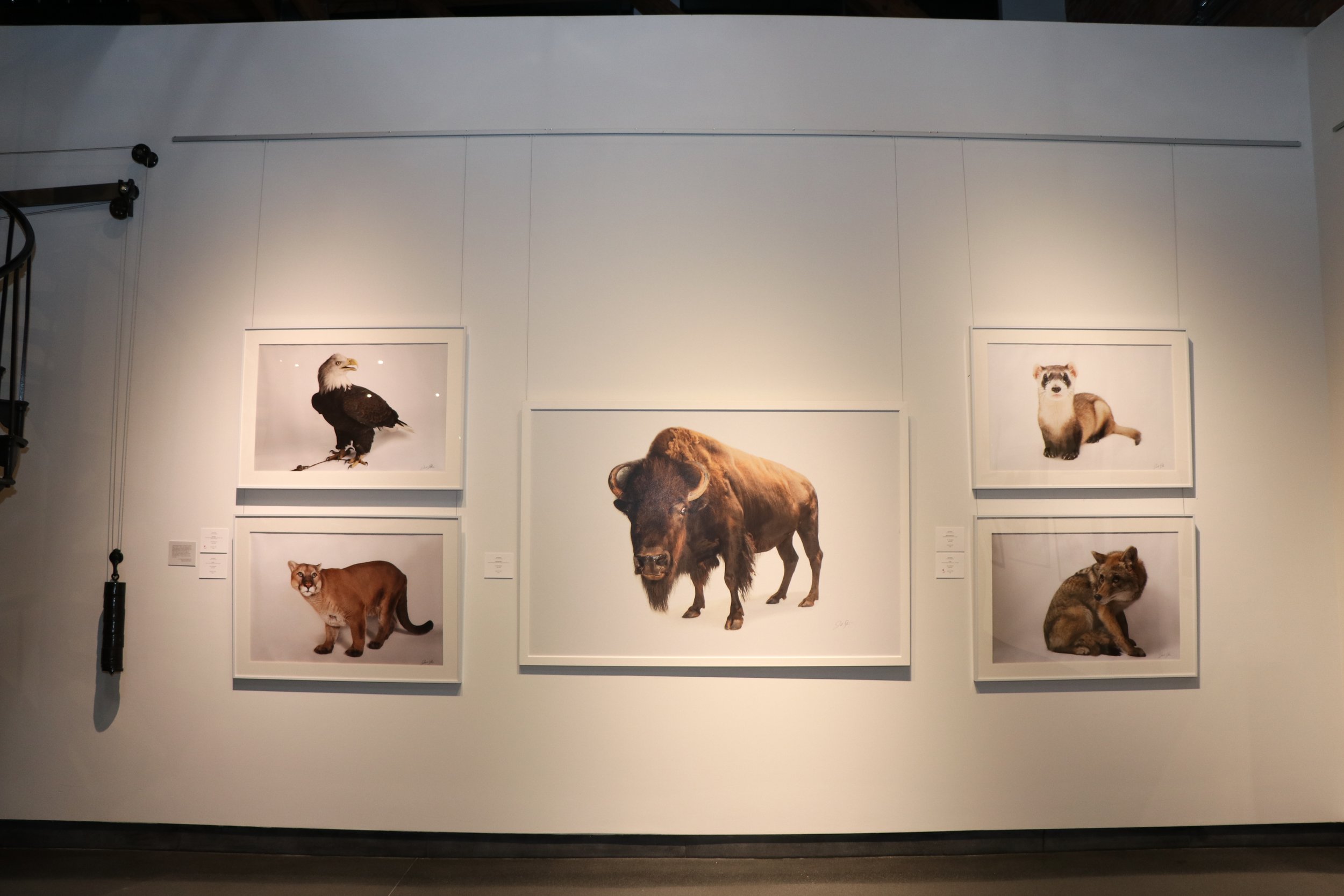 Photo Ark_Joel Sartore 10-25-2019-4866-43_Kaplan.jpg