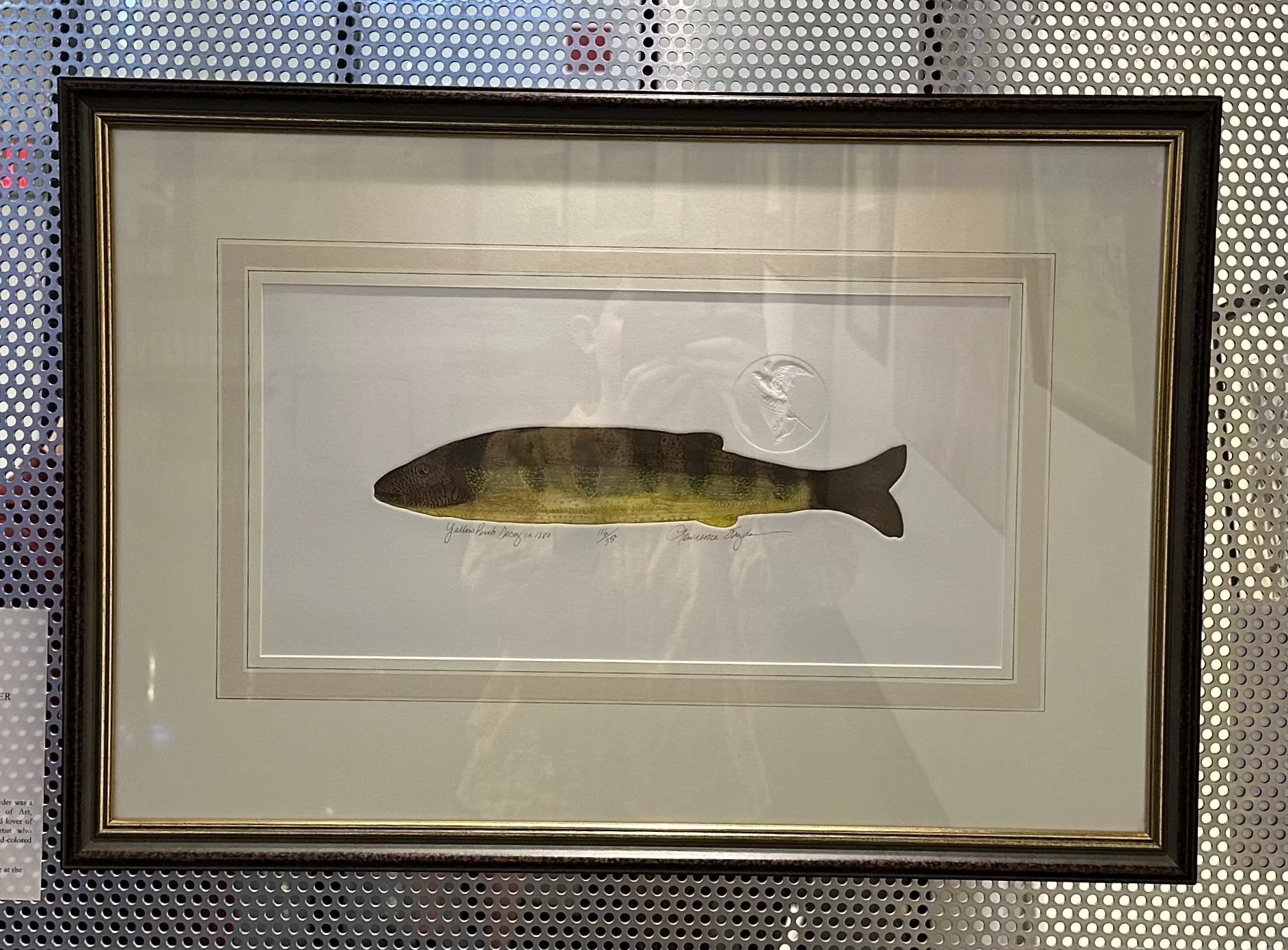 Lawrence Snyder, "Yellow Perch Decoy," 18" x 26", print (ed. 116/350)