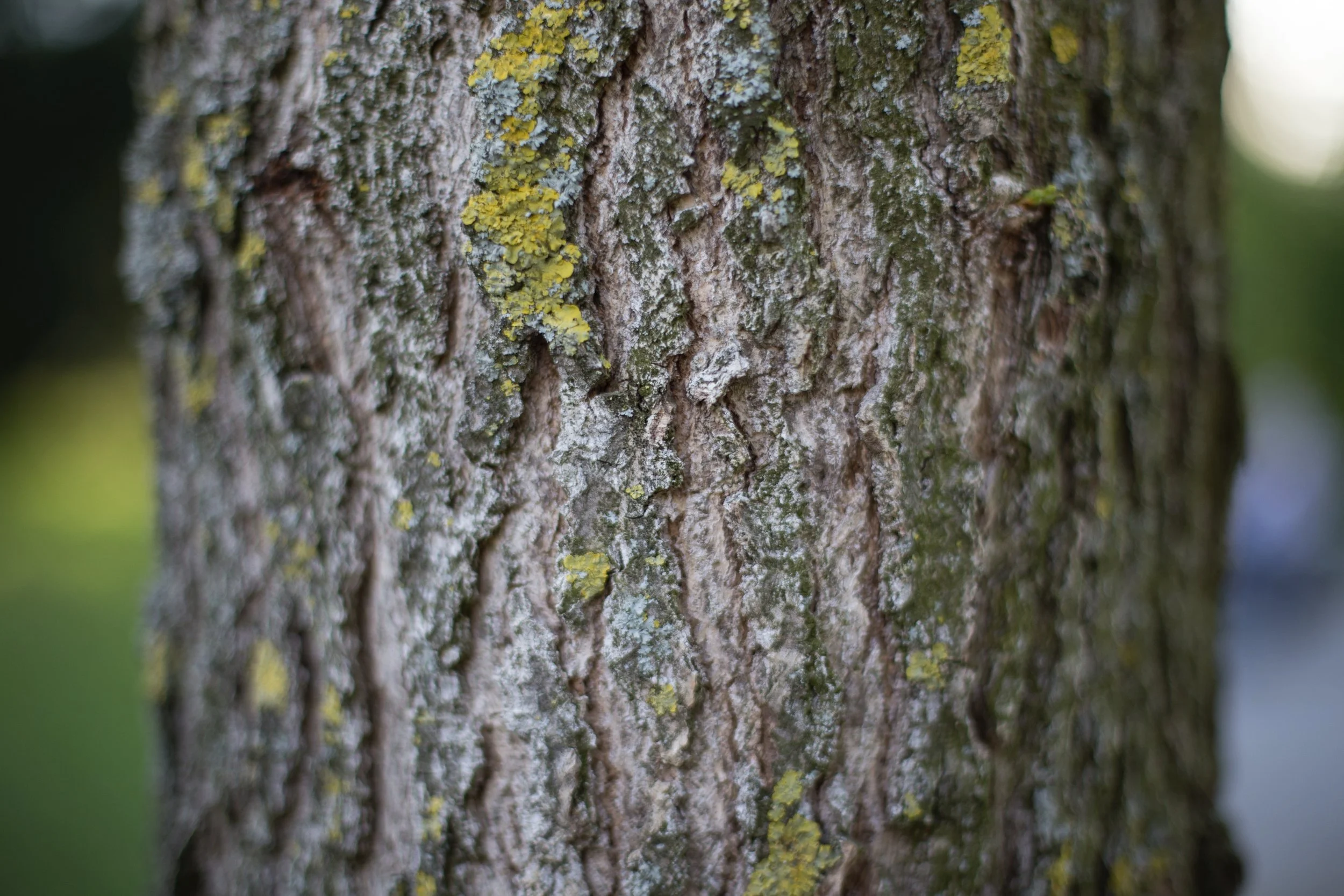 bark-forest-nature-89024.jpg