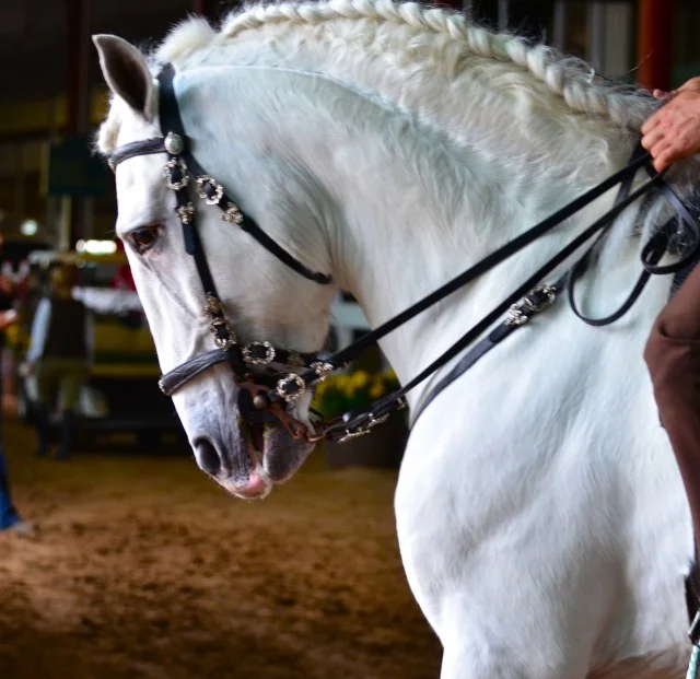 12 Lights On Horse Head : Lusitano stallion, Oceano. Oceano is an international champion. He stands at Haras Dos Cavaleiros ( harasdoscavaleiros.com ) very close to where I live in Texas.