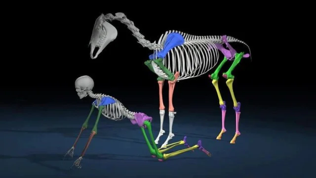 HORSEY-BOY: Notice that the horse’s knee is located deep within it’s powerful hindquarters. This interesting picture reveals interesting insights on how horses move, compared to us. (This image was mailed to me by a student, for I usually have to draw ‘horsey boy’. I am sorry, but I do not know from whence it came. Thanks.)