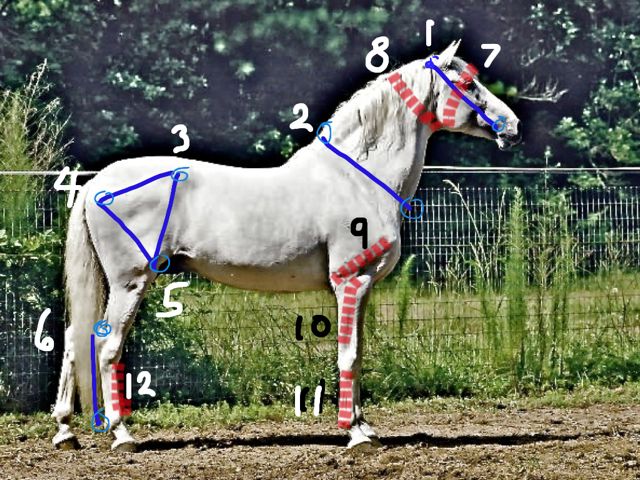 HOMEWORK – BRIDLE LENGTHS & FACE WIDTHS: The blue lines are bridle lengths. These are measurements taken from the poll (top of horse’s head, between the ears) to where the corner of the horse’s mouth appears, and where the bit is inserted. This is the length of the bridle, and so I call it the ‘bridle length’. The red dashes are ‘face-widths’.