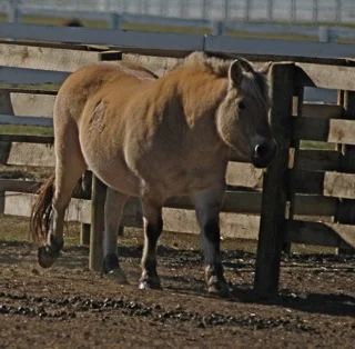 Wild pony : Kentucky Horse Park