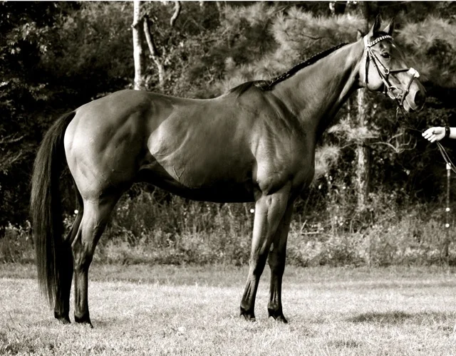 9. How To Paint Horses Part 2 Basic Horse Painting StepByStep