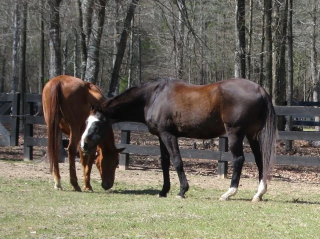 Sposato Farm : Charlie (29 years) and his friend (30)