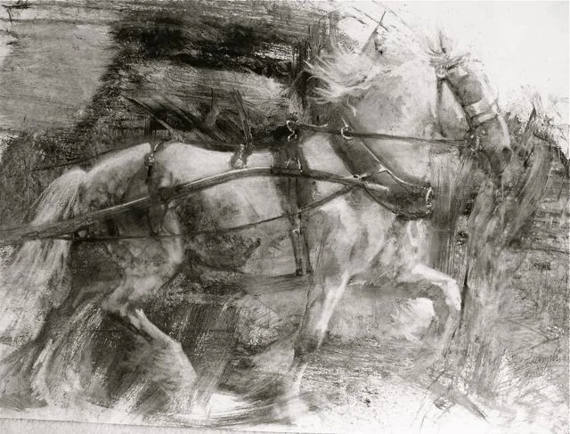The Appleby Flasher: 16 x 20 charcoal/gouache on board by Lesley Humphrey