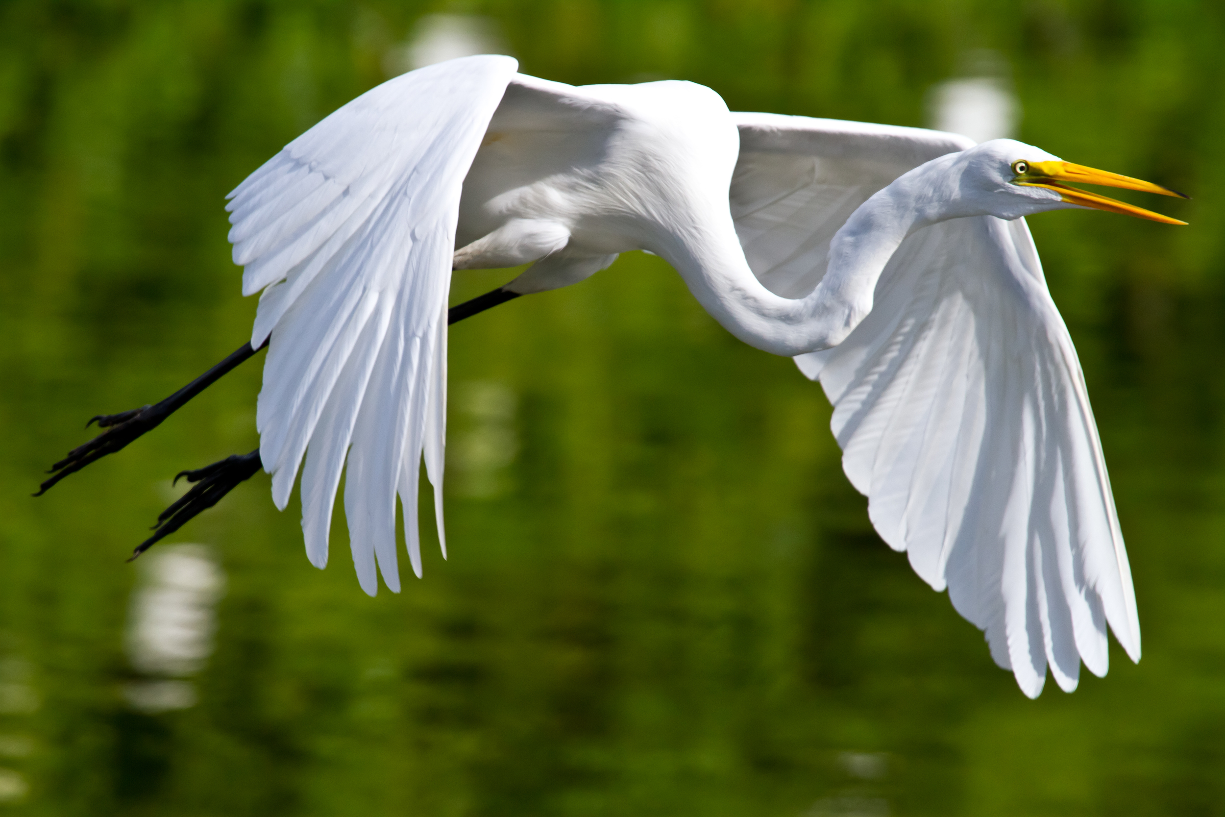 gatorland052012-0182.jpg