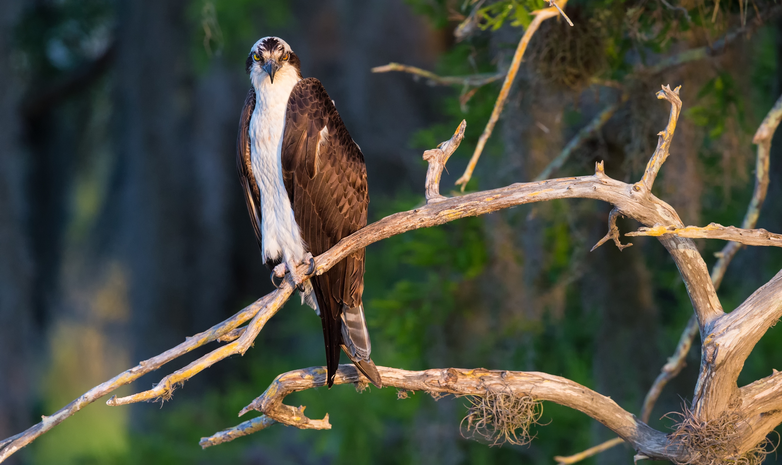 Grumpy Osprey Not Ready For Its Picture