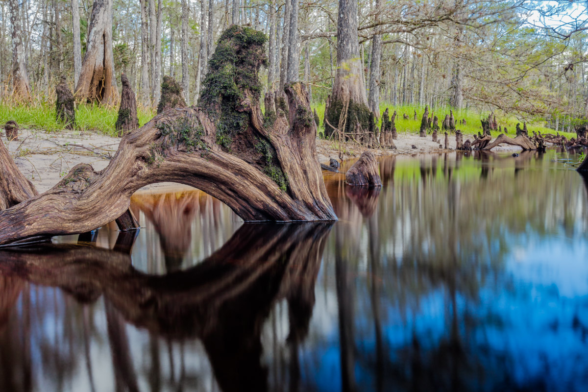 Cypress Knee in Fisheating Creek