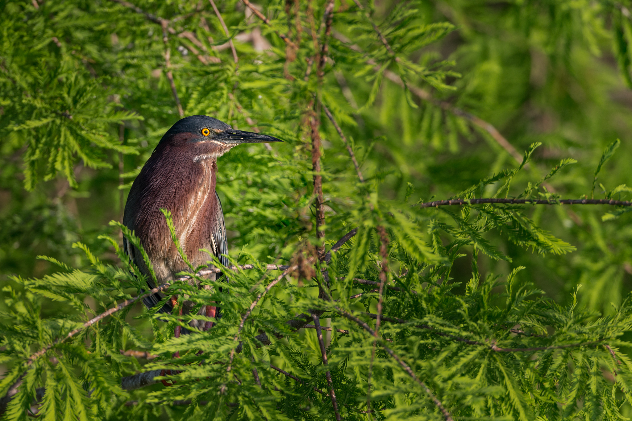 Green Heron in its Greenery