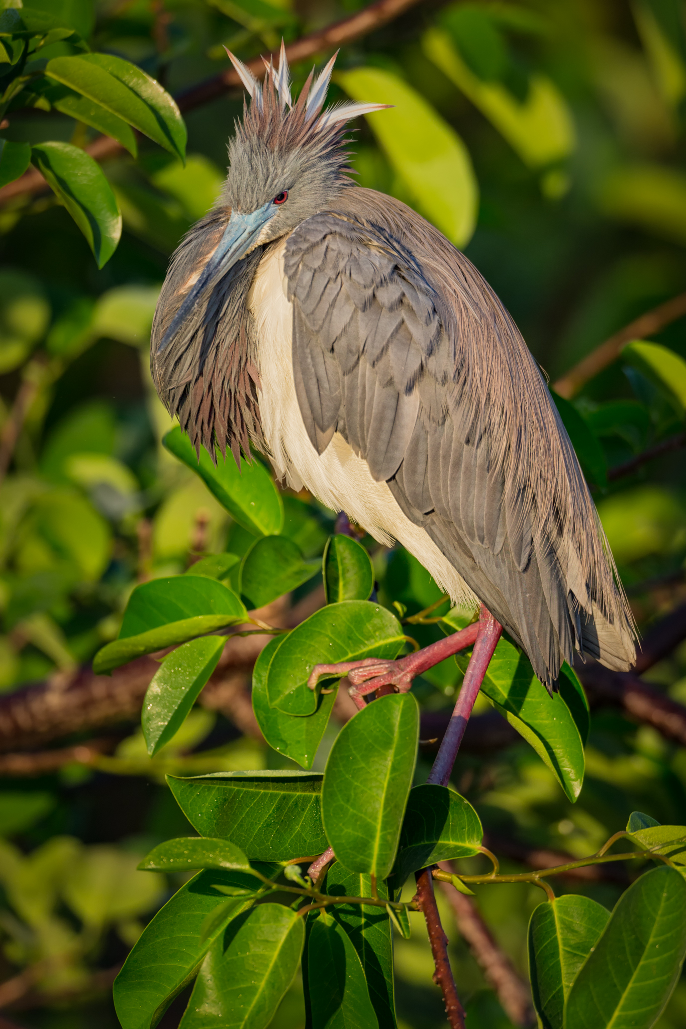 Tricolored at the Venice Rookery