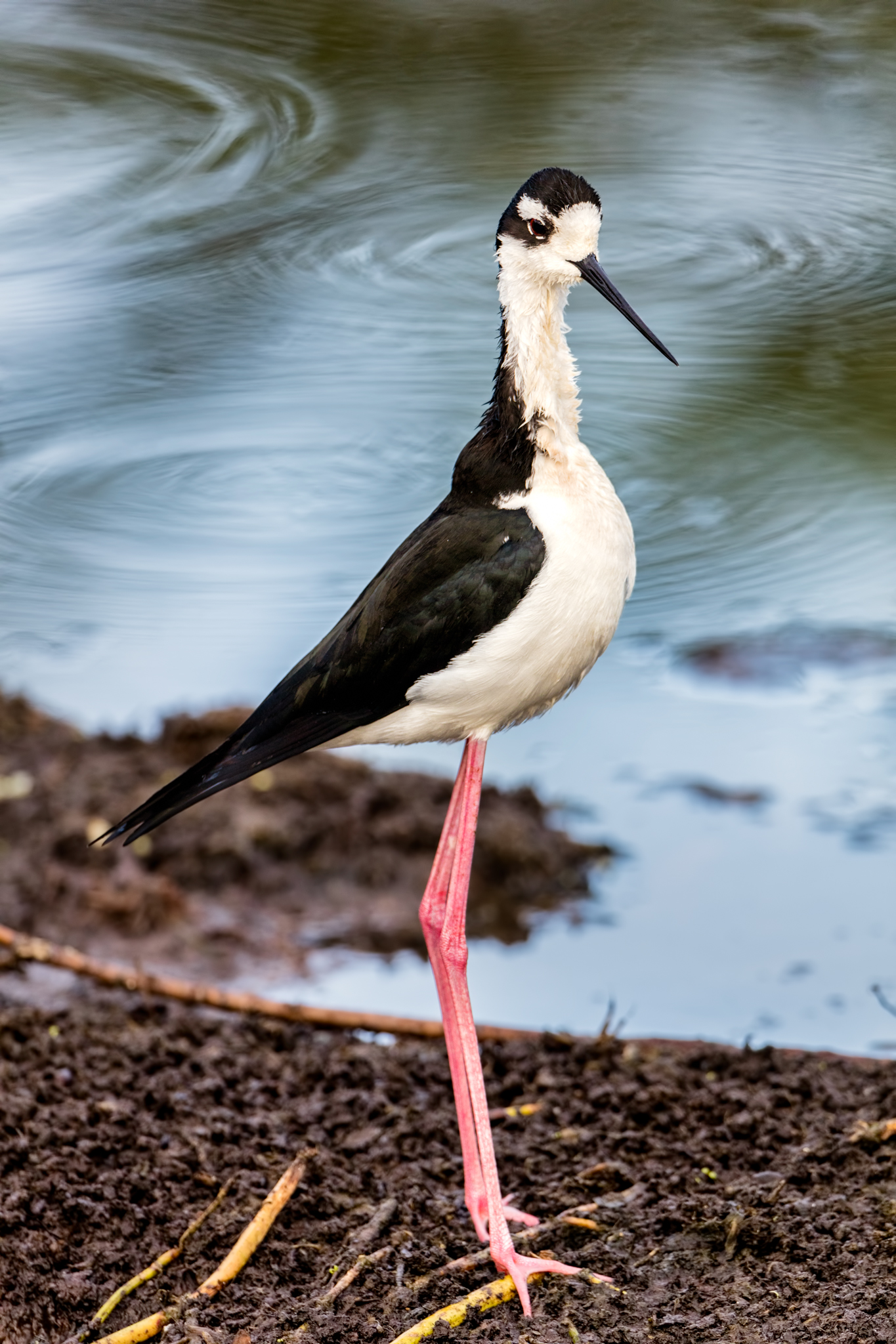 Untidy Black-necked Stilt