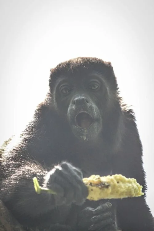 monkey.jpeg