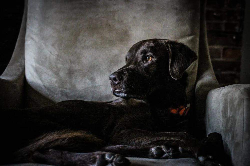 dog.jpeg