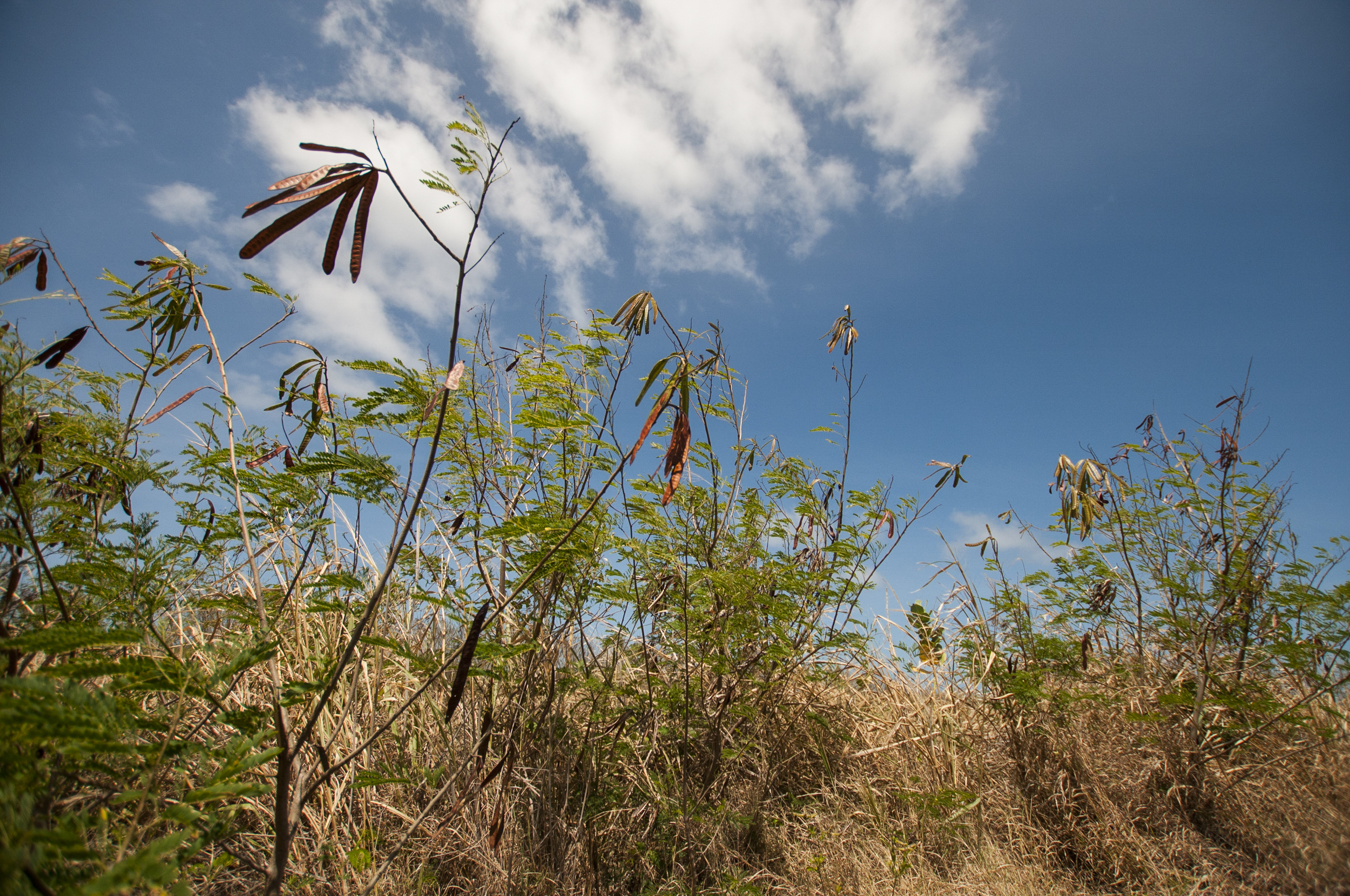 Barbados16-82.jpg