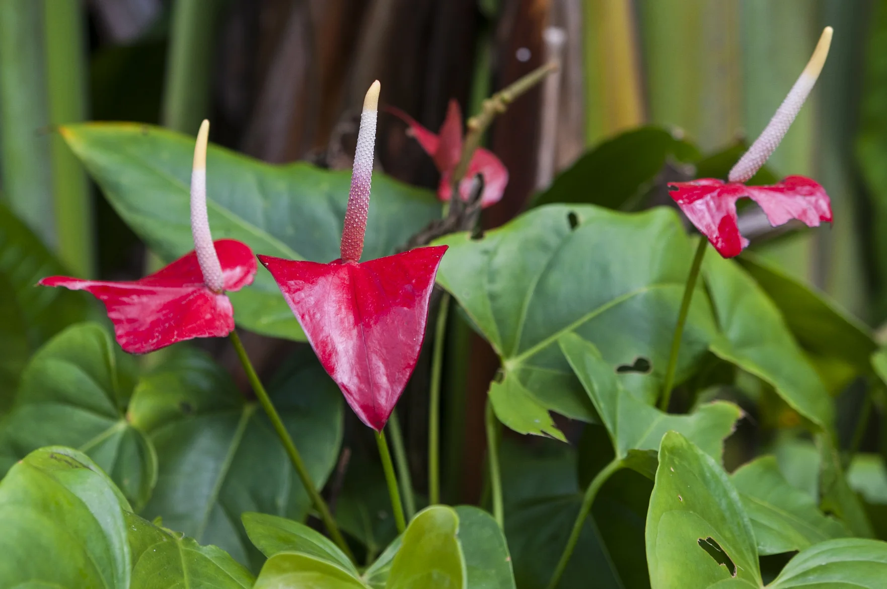 Barbados16-115.jpg