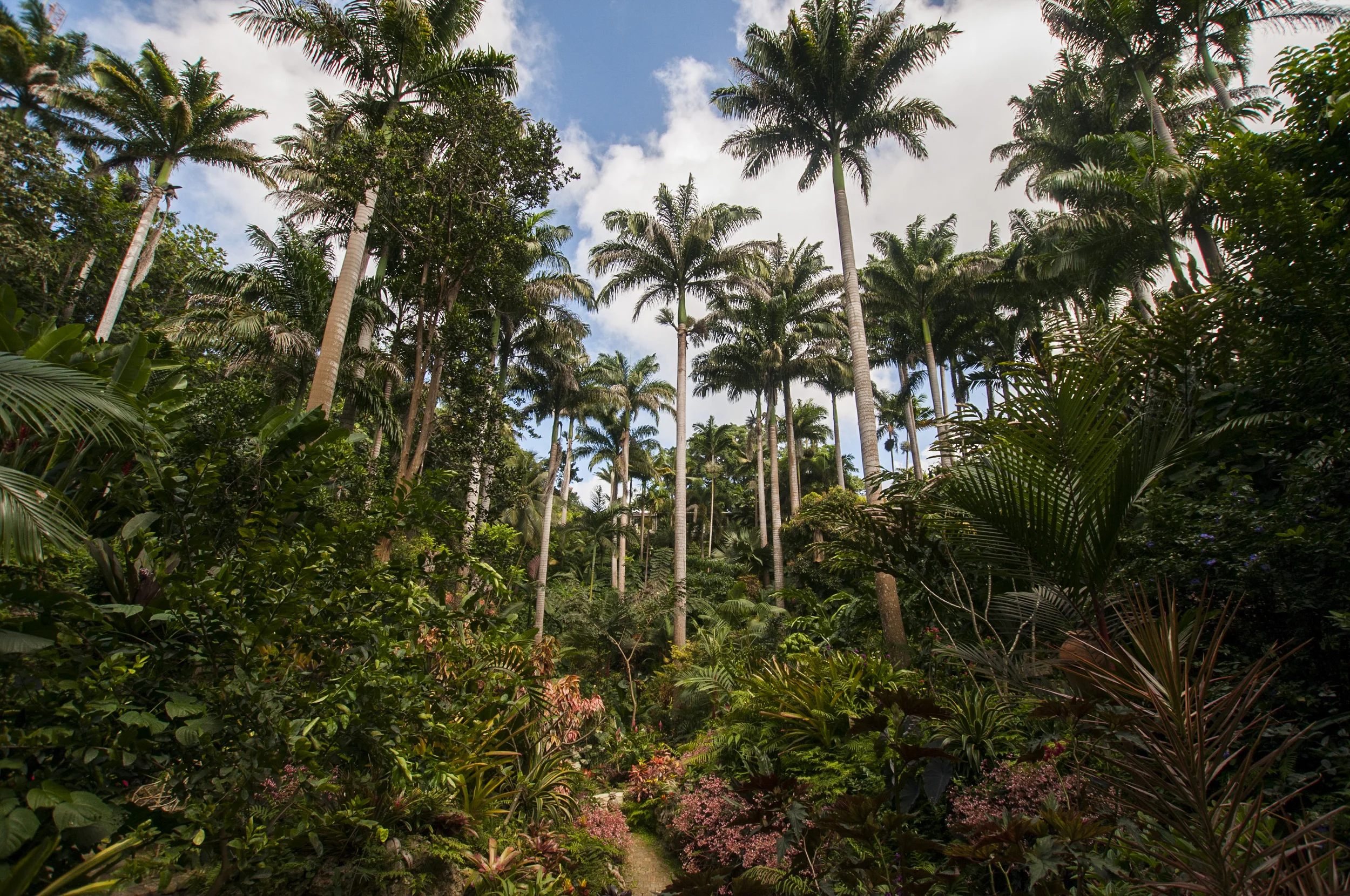 Barbados16-135.jpg