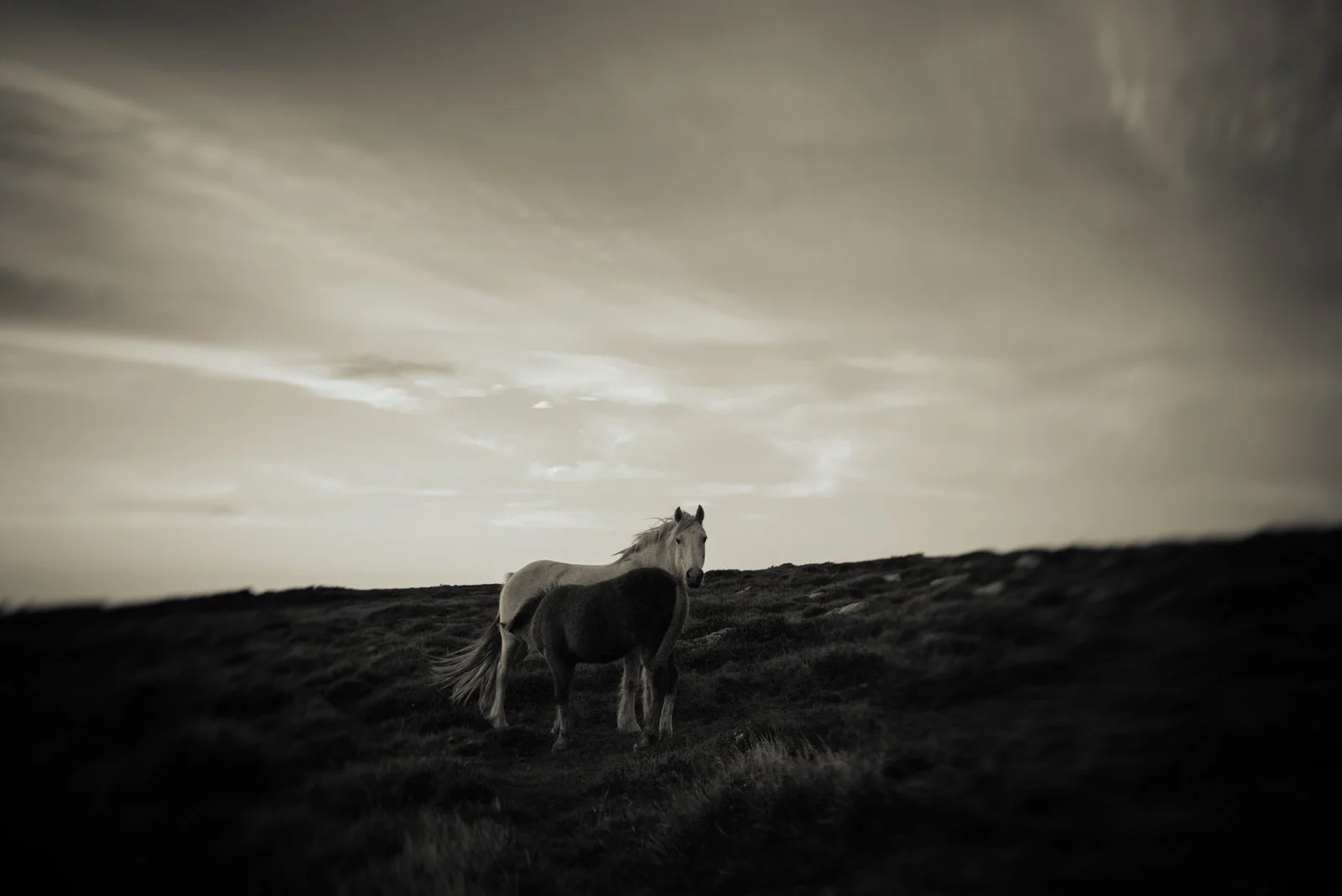 Ponies-130012.jpg
