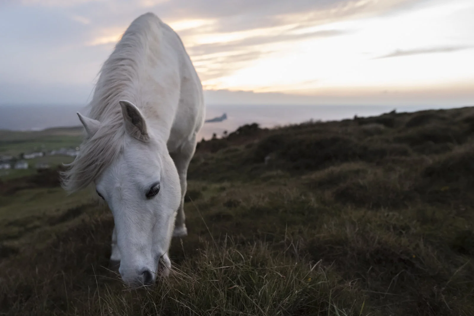 Ponies-8.jpg