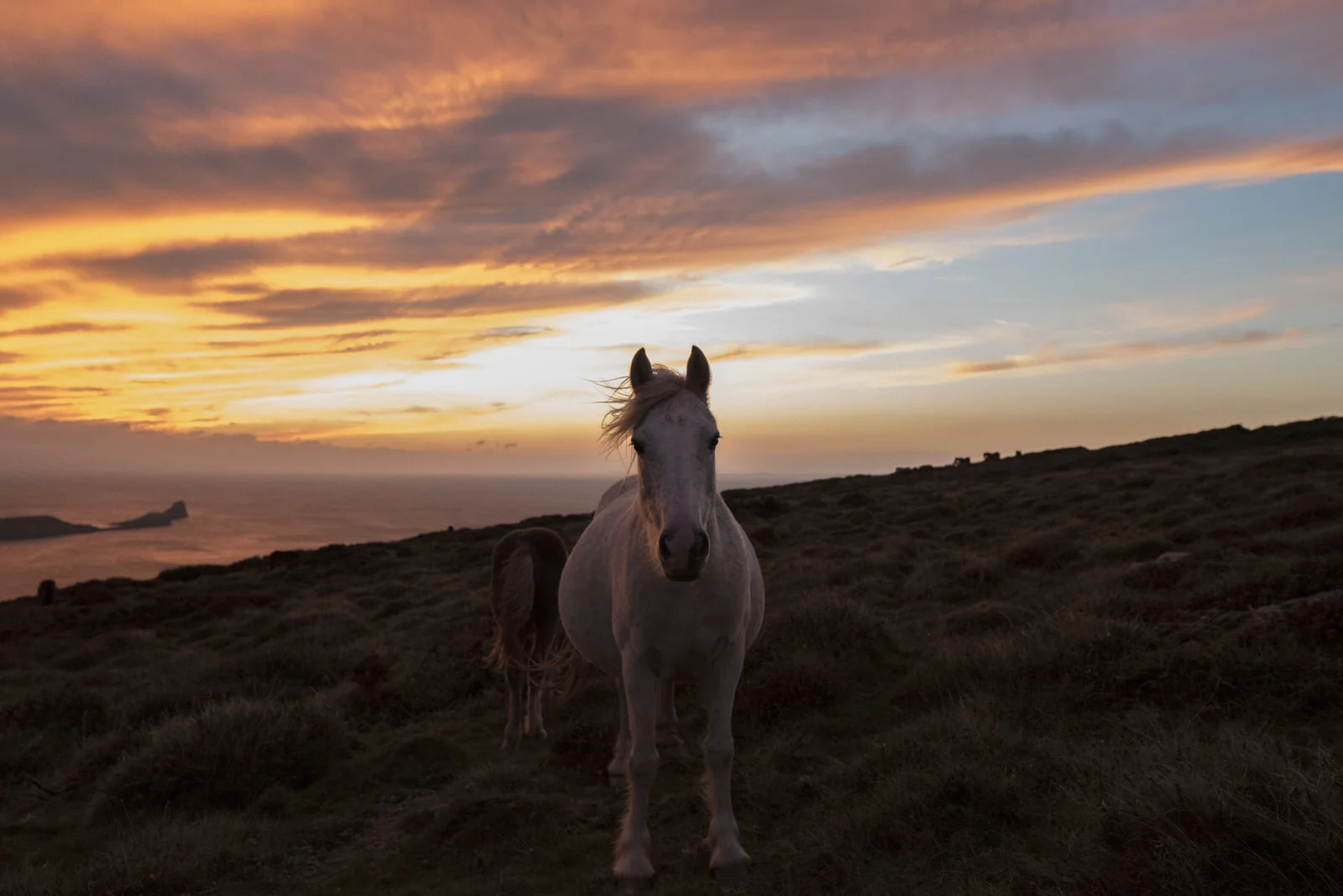 Ponies-14.jpg