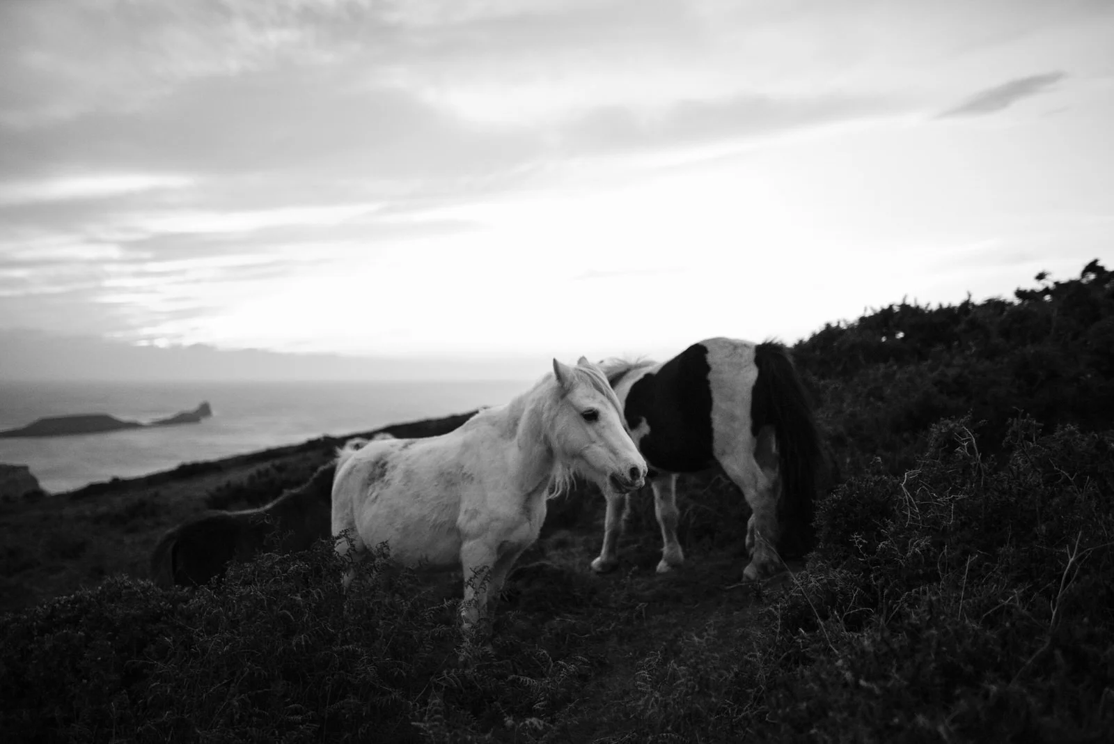 Ponies-25.jpg