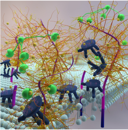 Conceptual model of sealing by clusterin at the ocular surface