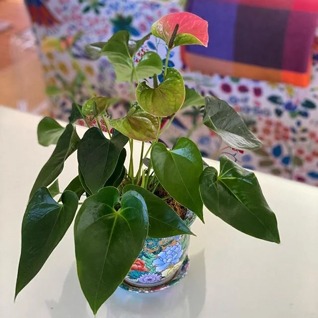 Happy weekend, happy plant! 🌱