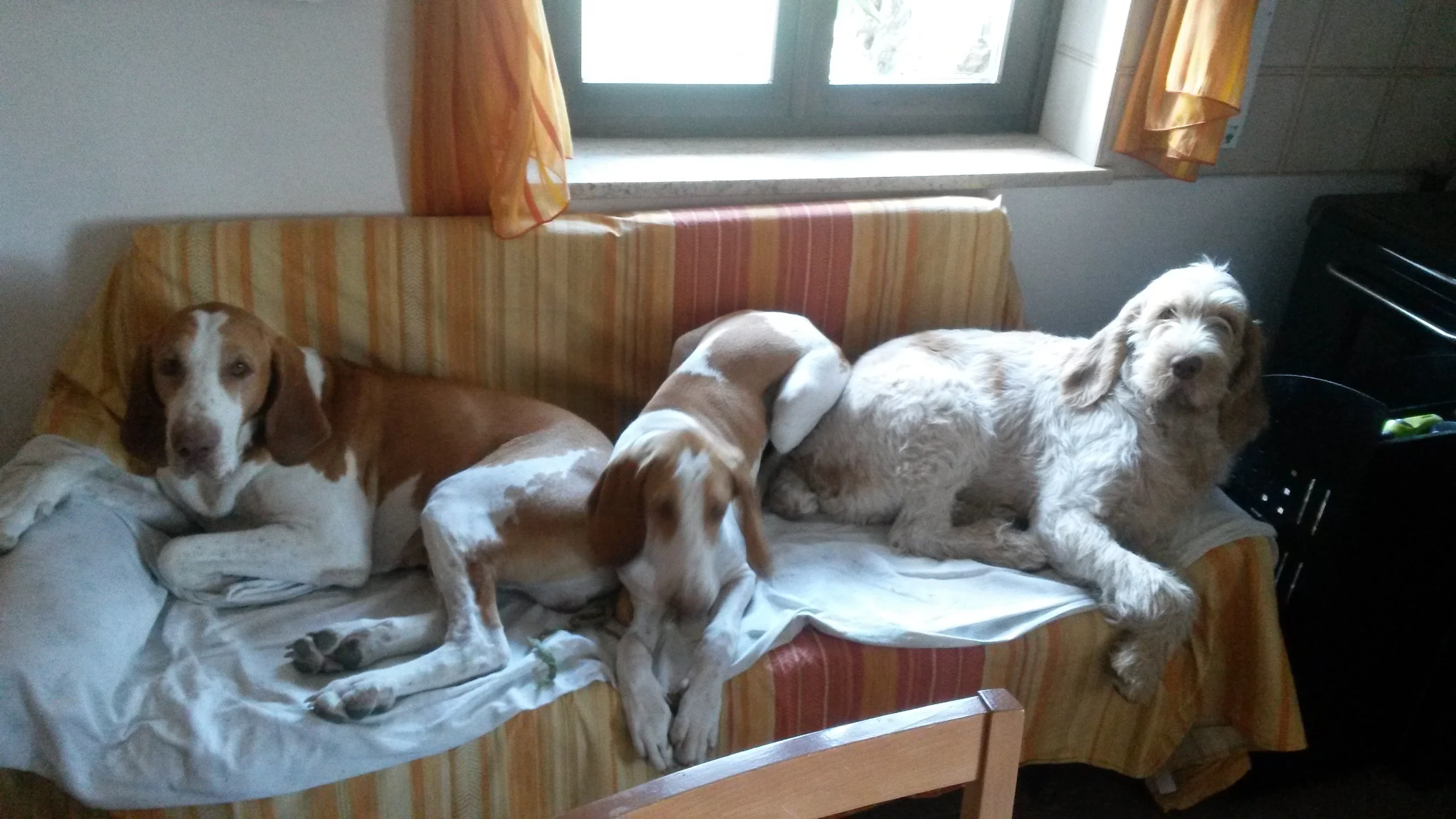 PAUSA PRANZO....