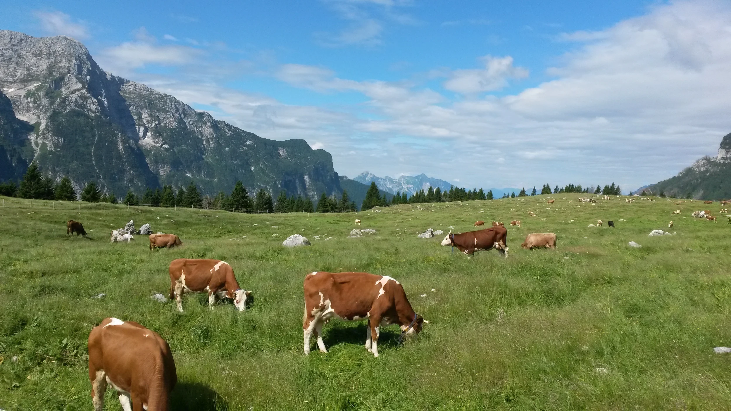 .....DOPO GIORNI DI CAMMINO...ARRIVATE AL PASCOLO MONTANO