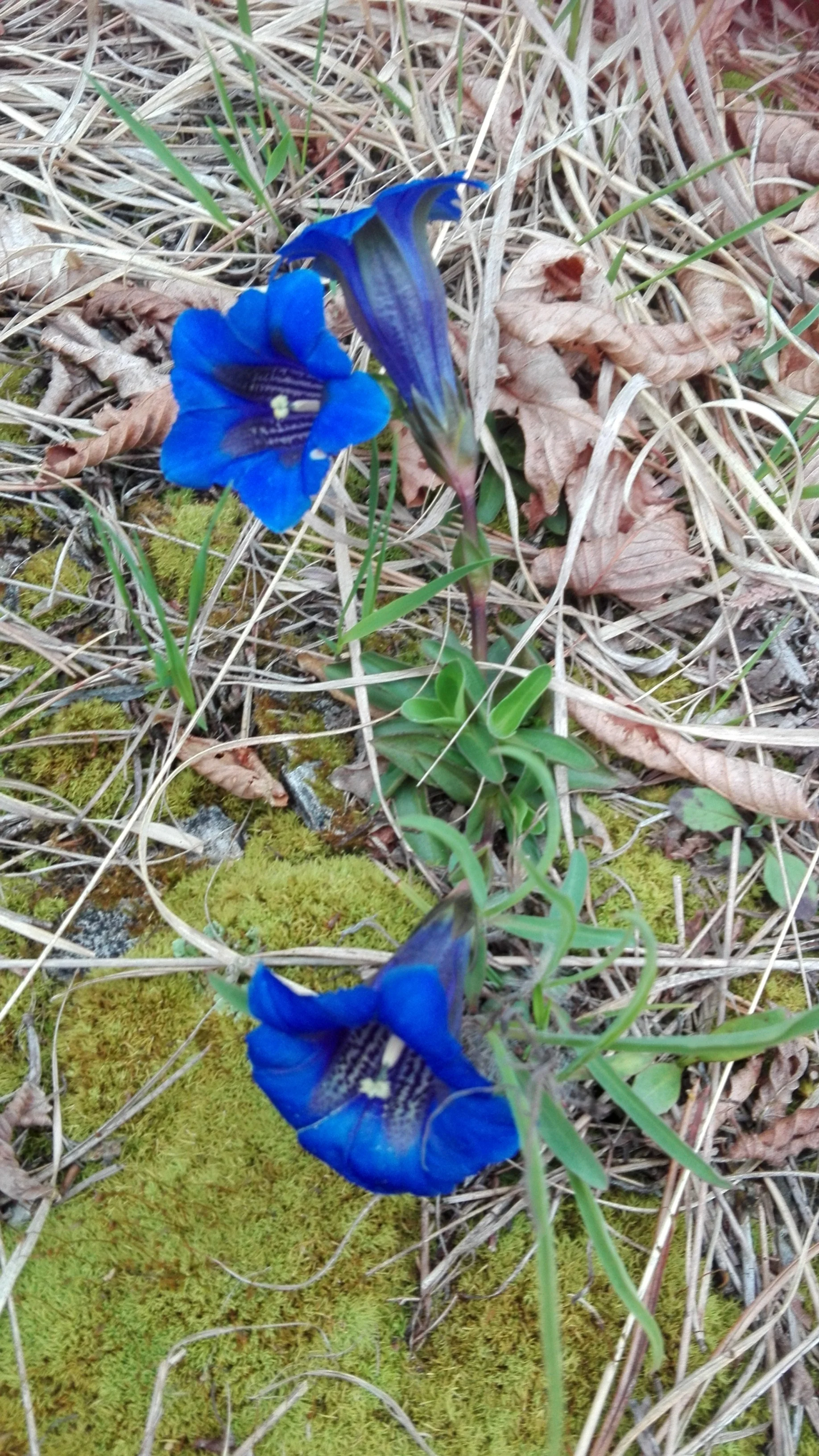CI CHIAMANO ANCHE DALPAESE DELLE GENZIANE.......