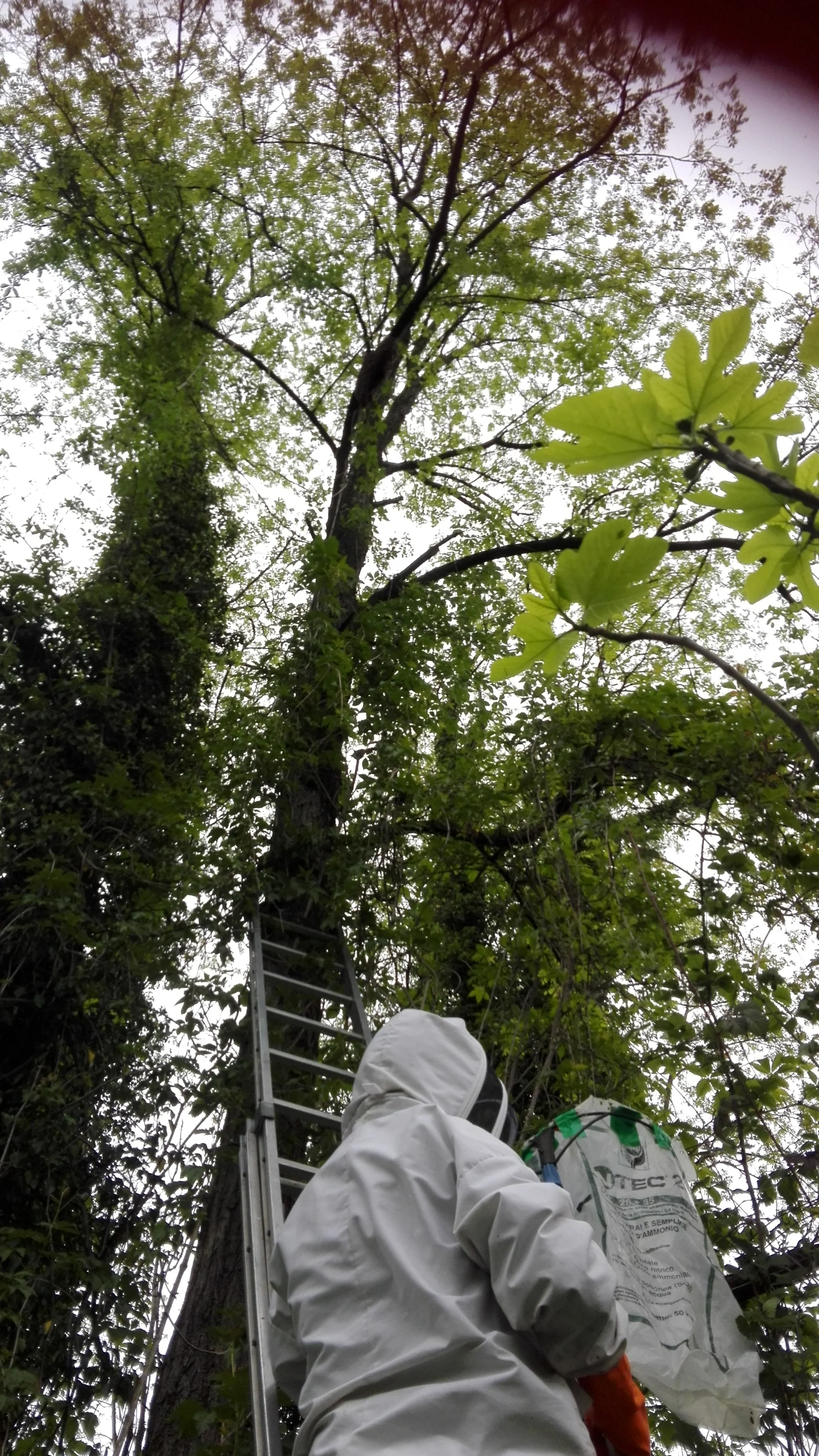 .......DELL'ALTO DI UN'ACACIA...CI ASPETTA IL TERZO