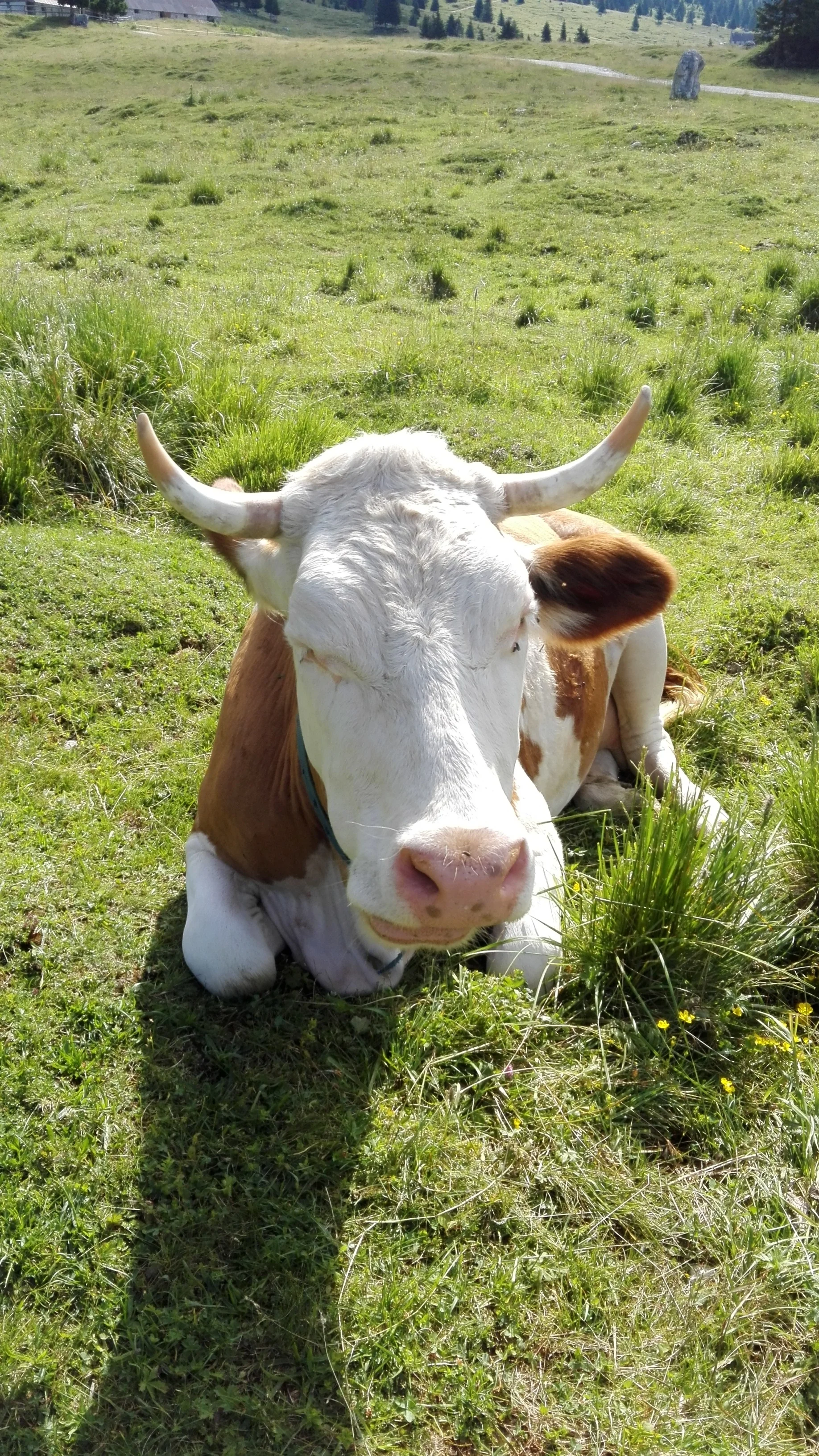 AMICA MUCCA DAL MONTASIO