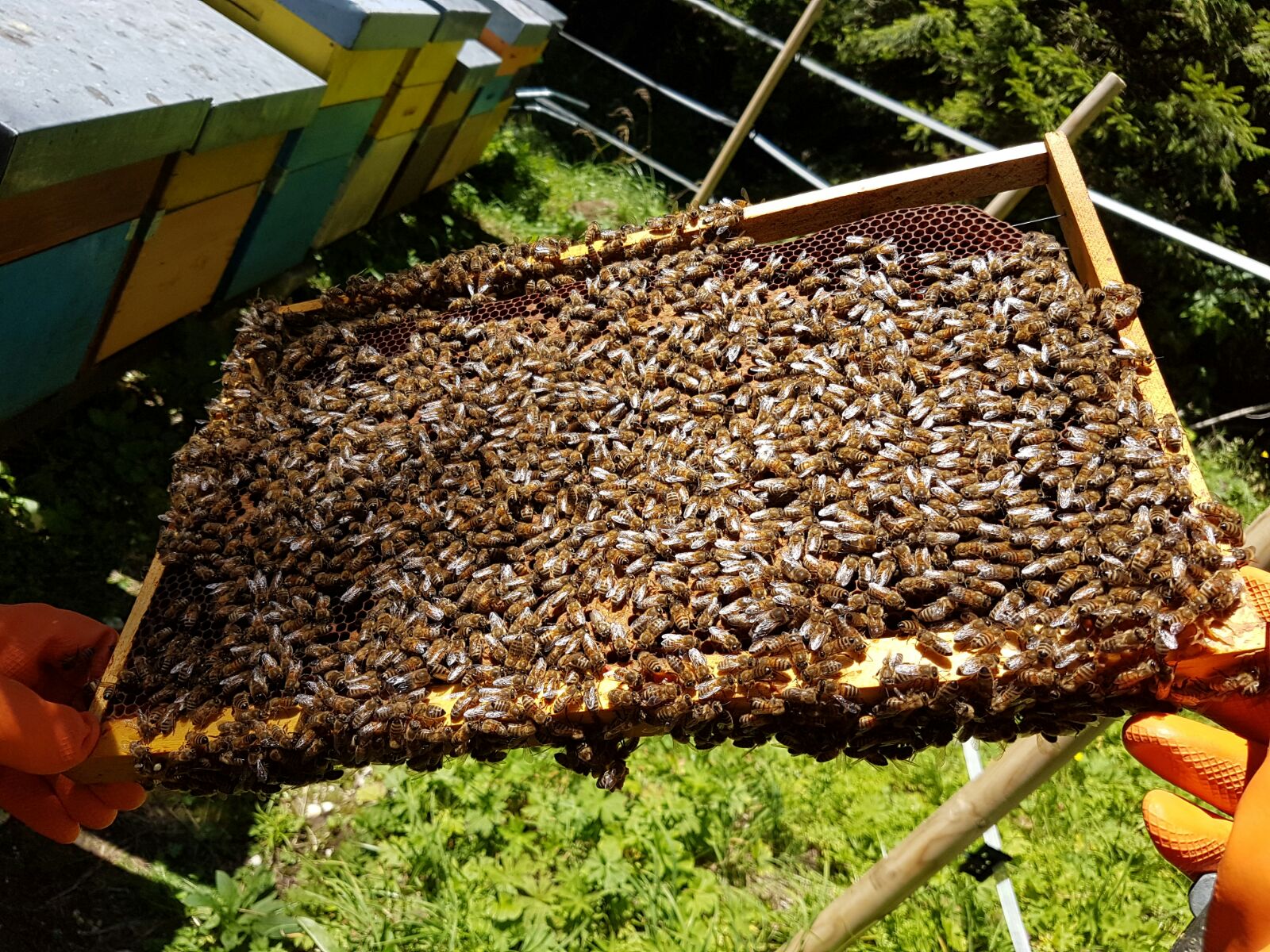 MAGIC BEES......ZZZzzzzzzzZzz........CIAOOO!!!!!!