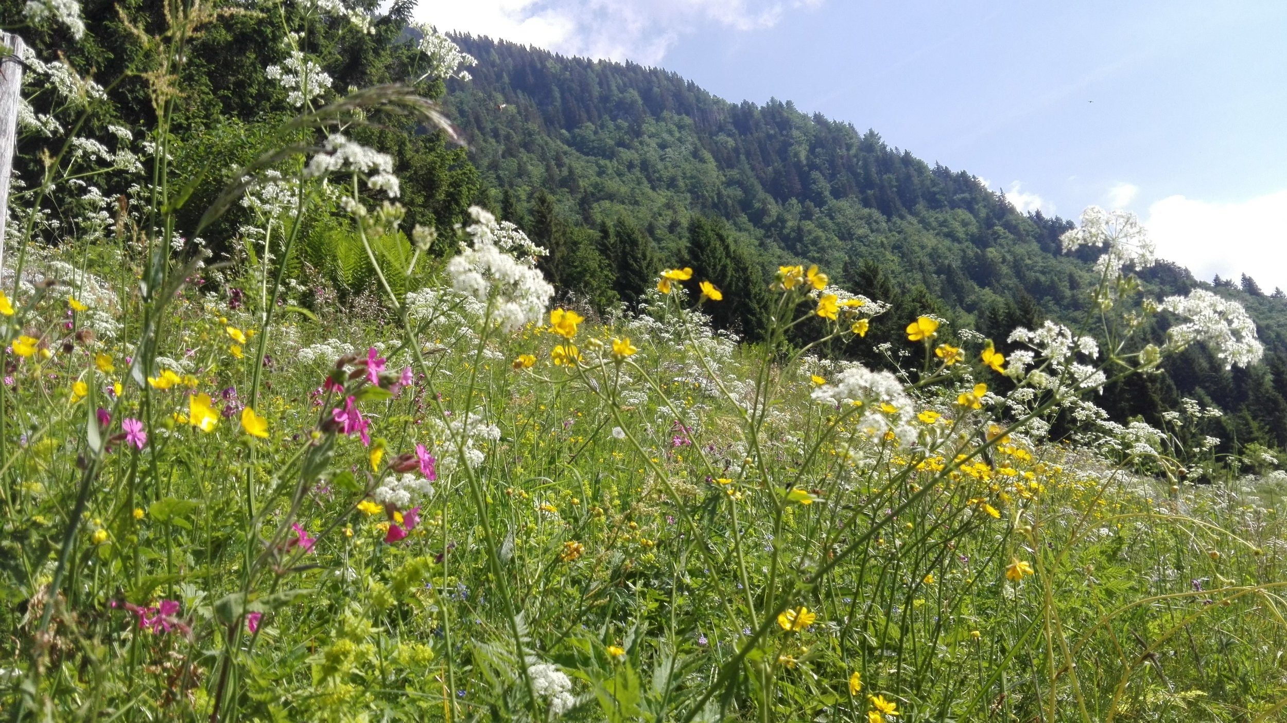 MILLEFIORI DI MONTAGNA.....ARRIVIAMO!