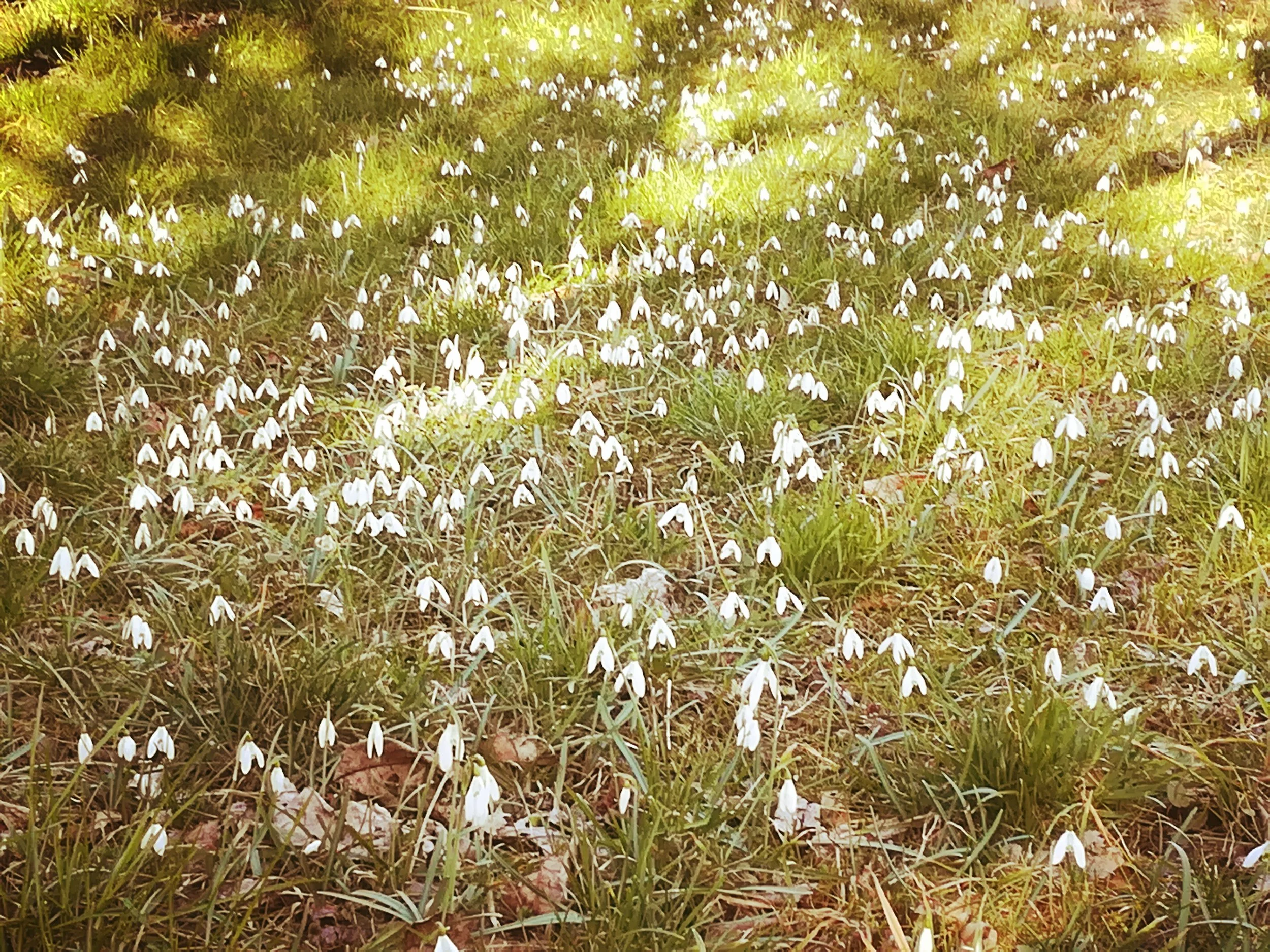 L'INVERNO NON VUOLE CEDERE IL PASSO ALLA PRIMAVERA, I BUCANEVI NON LASCIANO SPAZIO AL TARASSACO E LA PIOGGIA SI DIVERTE A CADERE GIU'!