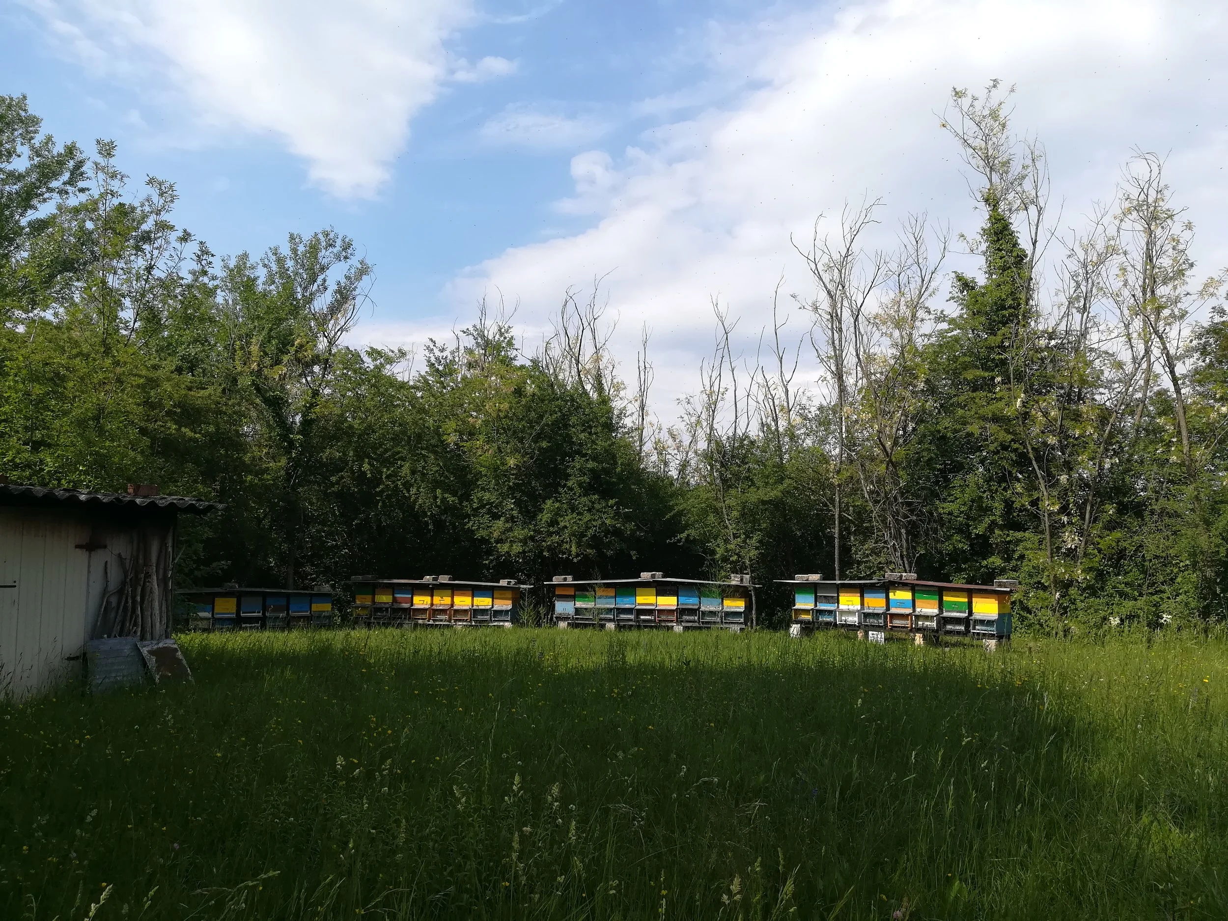 La prima acacia pronta da raccogliere