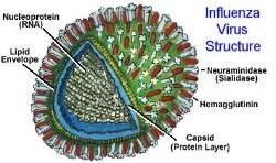 virus3.jpg