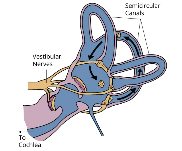 BPPV-Blog1.jpg