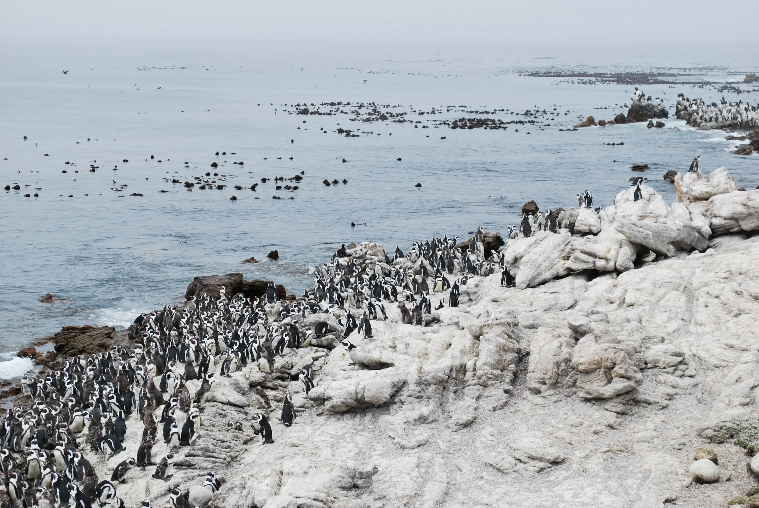 Penguin Colony, Stoney Point, Western Cape, South Africa