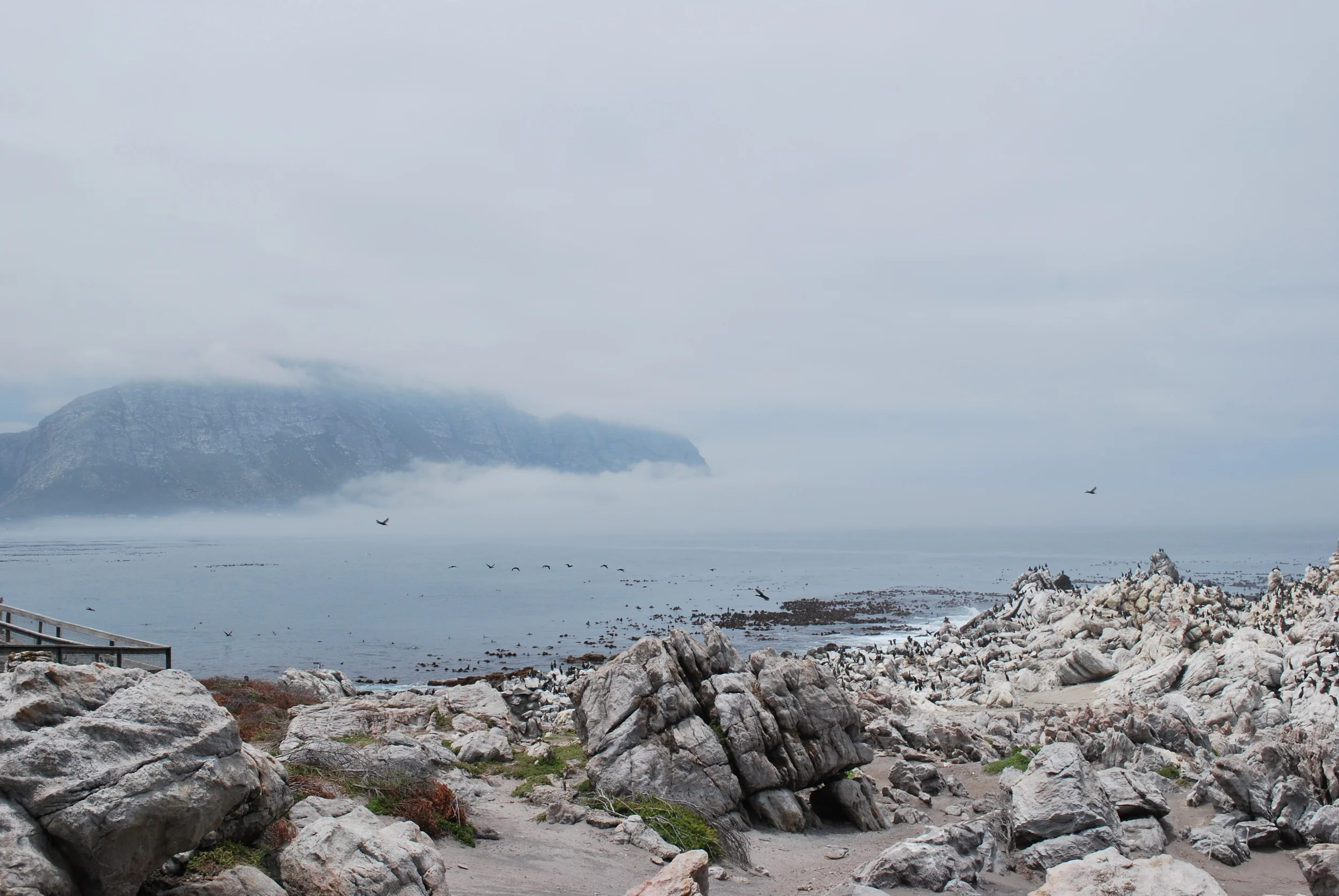 Penguin Colony, Stoney Point, Western Cape, South Africa