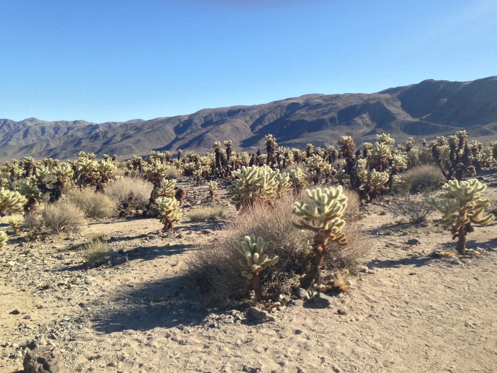 Joshua Tree National Park, California, USA