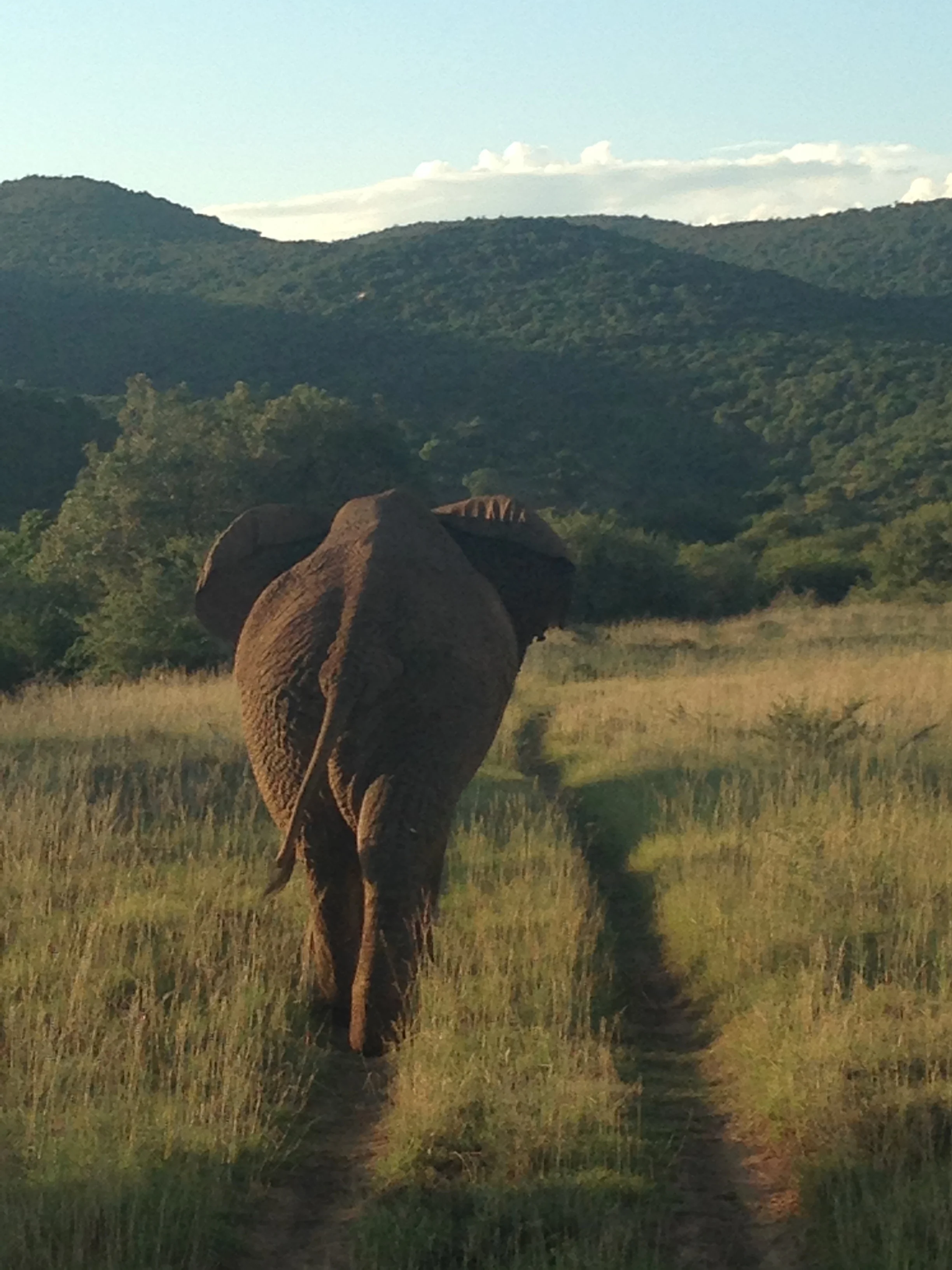 Addo Elephant Reserve, Eastern Cape, South Africa