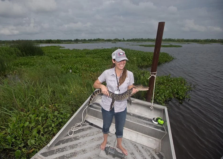 Sara Sneath holds an alligator in a marsh in Jesuit Bend, Louisiana. (Photo by Ted Jackson)