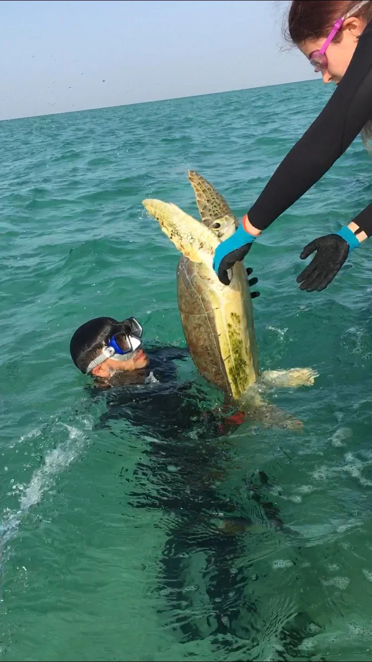 Hamad Al Jailani, with the Environment Agency of Abu Dhabi in the United Arab Emirates, hands a green sea turtle to Mona Mӧller of the Emirates Wildlife Society— World Wildlife Fund, during a research trip. Welch was in the Middle East reporting on a story about the global state of sea turtles that is scheduled to appear in the October 2019 issue of National Geographic magazine. (Photo by Craig Welch)